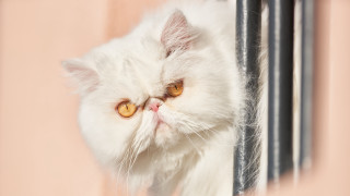 White cat window pink background - a white cat free wallpaper