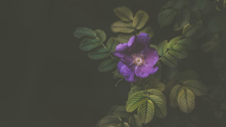 Purple flower green leaves dark - a white center free wallpaper