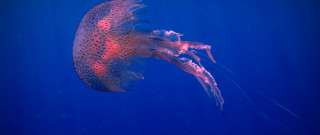 Jellyfish blue water side open - ernst haeckel free wallpaper