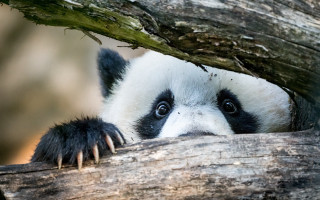Panda peeking branch log big - its eye wide open free wallpaper for desktop