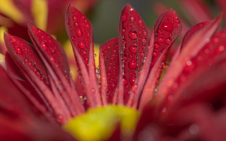 Red flower water droplets yellow - a red flower free wallpaper