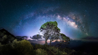 Starry sky tree night microscopic - a sky full free wallpaper