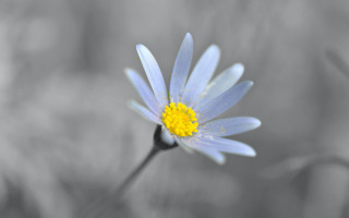 Blue flower yellow center macro 3 - a blurry background of grass free wallpaper for desktop