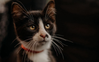 Black cat serious red collar - a red collar free wallpaper for desktop