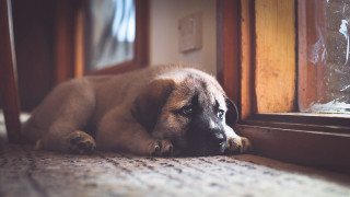 Dog laying by window blurry - the house free wallpaper