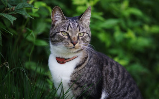 Cat grass collar closedeyes bokeh - a collar free wallpaper for desktop