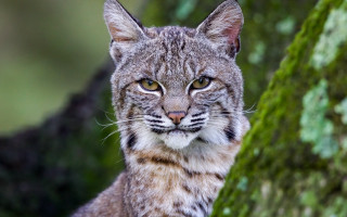 Cat moss trunk blurry nature - side and a blurry background free wallpaper