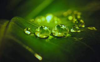 Leaf water drops green background 2 - a close up of a leaf free wallpaper