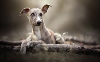 Dog sitting log grass sad - elke vogelsang free wallpaper