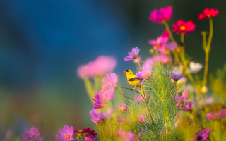 Bird flower field nature blurry - a few pink flower free wallpaper for desktop