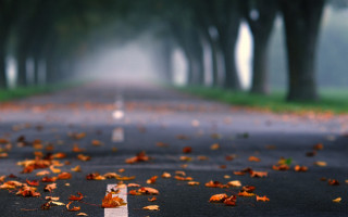 Road leaves fog autumn blurry - a message free wallpaper