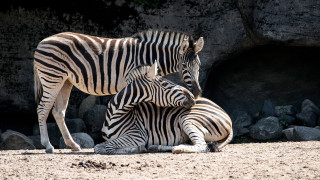 Zebra couple dirt field rocks - a dirt field free wallpaper