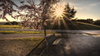 Bench tree sunset tiltshift lensflare - anamorphic len free wallpaper for desktop