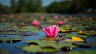 Pink flower floating pond nature - nature photography free wallpaper for desktop
