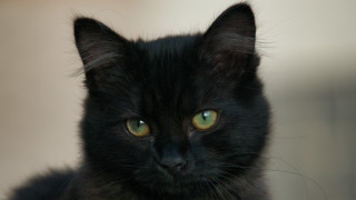 Black cat green eyes gothic 12 - black background free wallpaper