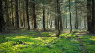 Forest bushes trees garden ruins - free forest wallpaper