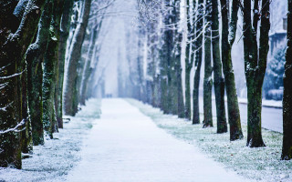 Snowy path trees snow ground - a snowy path free wallpaper