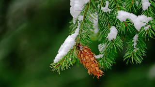Pine cone snow branch nature - a pine cone free wallpaper