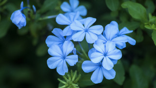 Blue flower butterfly leaves macro - blue flower free wallpaper