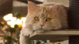 Cat yellow eyes ledge planter - a ledge next free wallpaper