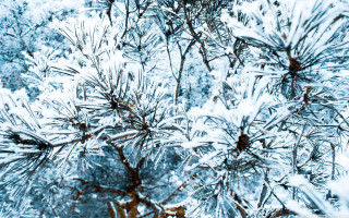 Pine snow branches fence winter - a close up of a pine tree free wallpaper