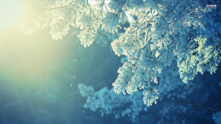 Tree branch snow sunshine winter - a microscopic photo free wallpaper
