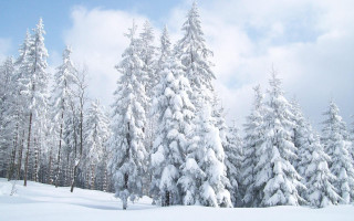 Snow covered forest trees clouds - postminimalism free wallpaper