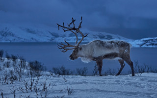Reindeer snow night lake mountains - photograph free wallpaper for desktop
