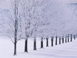 Snowy trees forest winter landscape - a.b. frost free wallpaper