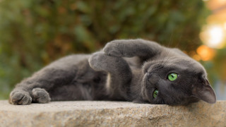 Cat rock outdoor glamorous bokeh - paw free wallpaper