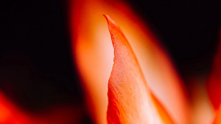 Flower fire sunset mountain ocean - a white center free wallpaper