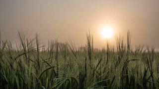 Field sunset moon fog trees - a foggy sky free wallpaper
