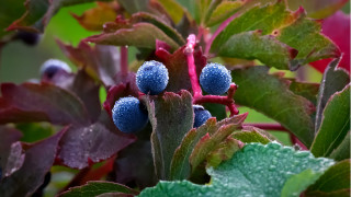 Blue berries green leaves macro - a close up of a plant free wallpaper for desktop