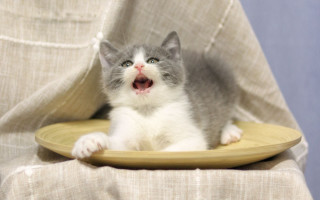Kitten yawning plate chair curtain - a plate free wallpaper