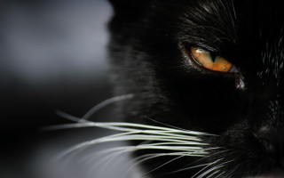Black cat closeup orange eyes - eye free wallpaper