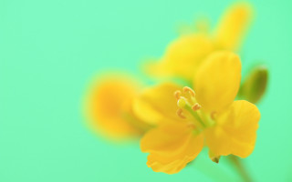 Yellow flower blurry background macro - flavia bloi free wallpaper for desktop
