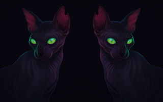 Black cat glowing green eyes 4 - the dark background free wallpaper for desktop