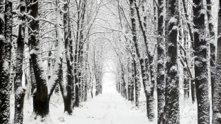 Snowy path forest trees snow - a snowy path in a forest free wallpaper