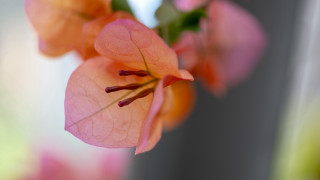 Flower pink nails macro shallow - the background and a blurry background free wallpaper
