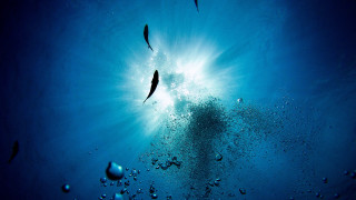 Ocean fish bubbles sunburst microscopic - bubble free wallpaper for desktop