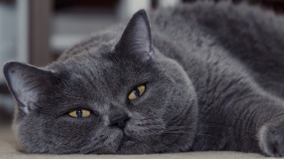 Gray cat sad look focus - a gray cat free wallpaper for desktop