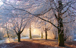 Snowy park frosted trees sunshine - a.b. frost free wallpaper for desktop