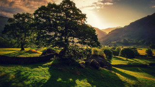 Tree field mountains sunset sunrise - sunrise free wallpaper