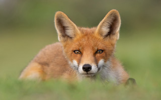 Red fox field blurry background - animal free wallpaper for desktop