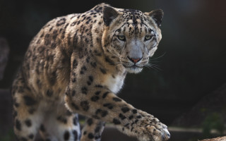 Snow leopard rock night zoo - a snow leopard free wallpaper