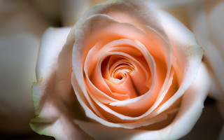 Pink rose white petals green - white petal free wallpaper