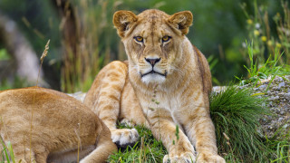 Lion cub wildlife photography nature - the grass together free wallpaper