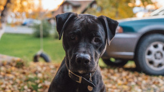 Black dog grass car tree - the grass next free wallpaper