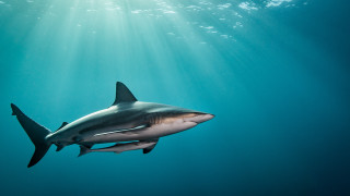 Shark ocean sunbeams fish water - a few fish free wallpaper