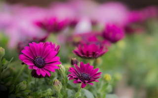 Pink flower field bokeh leaves - cindy wright free wallpaper